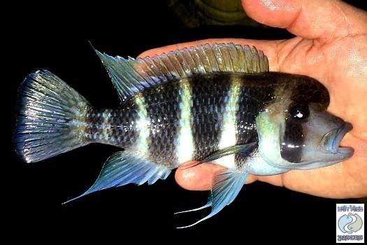 Cyphotilapia frontosa 'Karilani Island'